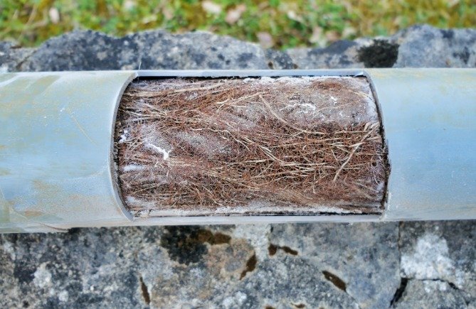 Why Tree Roots Keep Coming Back in Your Drains